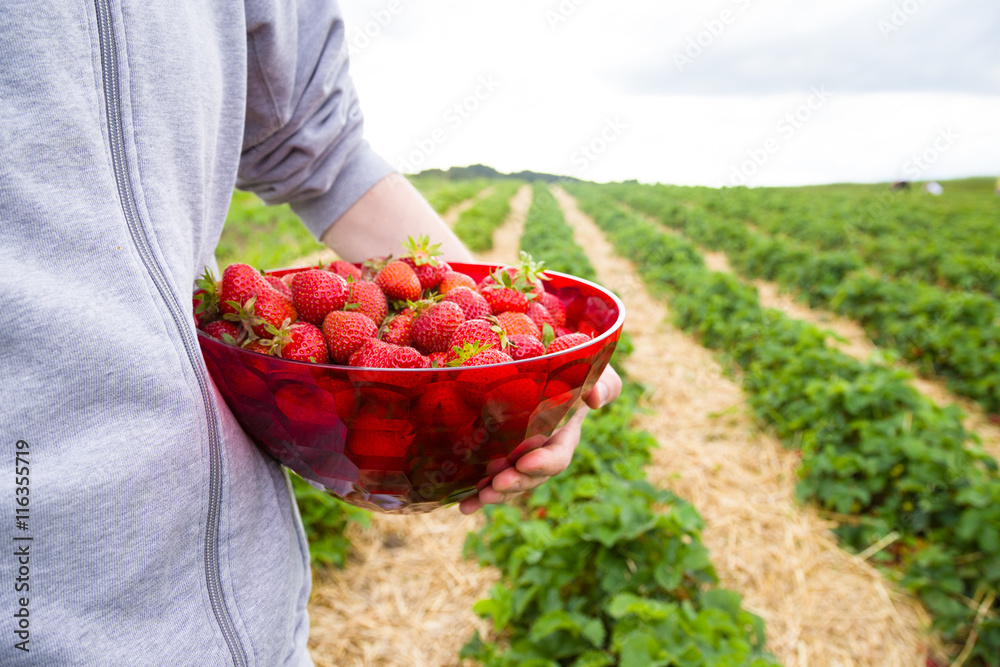 Mann hält eine Schüssel mit frisch gepflückten Erdbeeren in der Hand Mann hält eine Schüssel mit frisch gepflückten Erdbeeren in der Hand