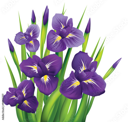 Irises on a white background. Vector illustration.