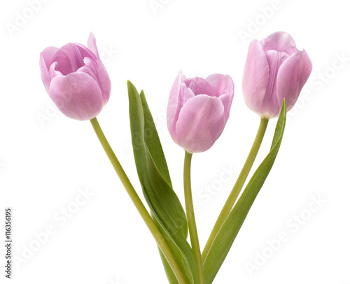 Three lilac tulips