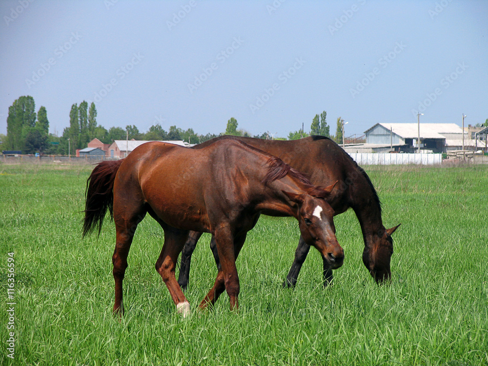 Two brown horses feeding on a green meadow not far from the farm