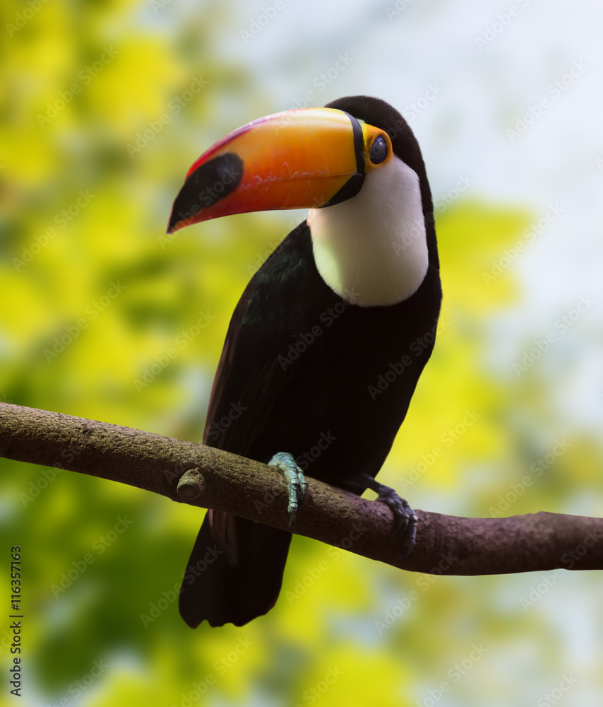 Fototapeta premium Toucan against nature