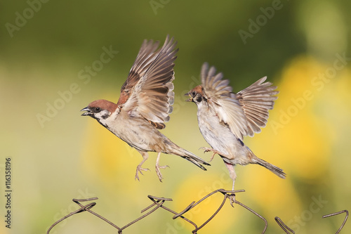 two little birds are sitting and fighting with wire fence