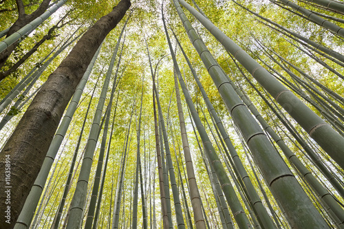 Bamboo grove, bamboo forest at Arashiyama, Kyoto, Japan 
