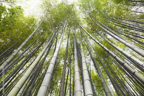 Bamboo grove  bamboo forest at Arashiyama  Kyoto  Japan 