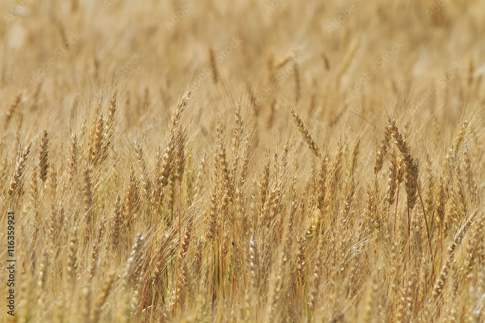 agricultural field with gold ears of wheat agricultural field with gold ears of wheat