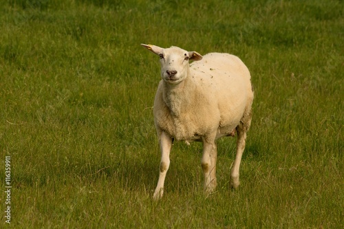 Single sheep looking at the camera standing in the grass near farmland.