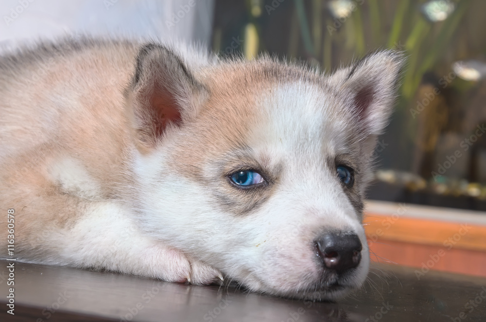 Portrait of lying Husky puppy looking at the camera