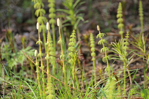 Several wood horsetails (Equisetum sylvaticum) in the nature