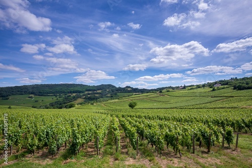 Les vignobles et les reliefs de Bourgogne sous un ciel bleu