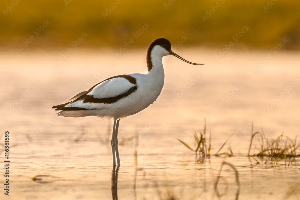 Obraz premium Pied avocet in morning sun
