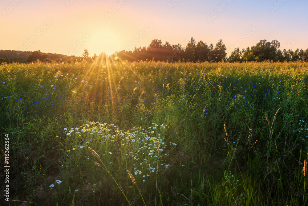 Fototapeta premium Wild flowers field against sunset