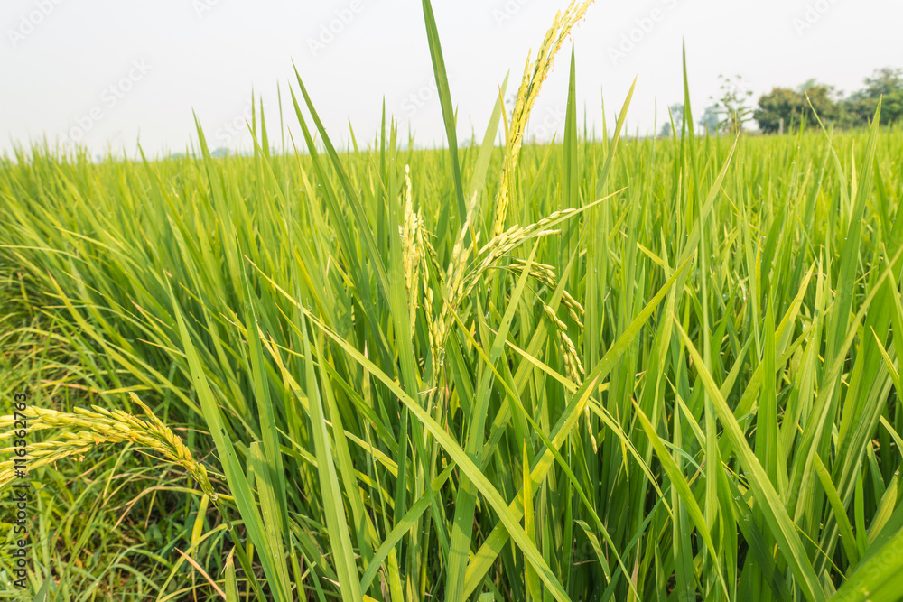 Fototapeta premium Rice plant with grain