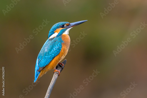 Common European Kingfisher © creativenature.nl