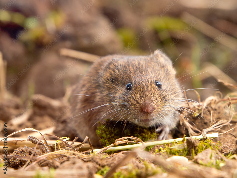 Common Vole (Microtus arvalis) in natural habitat Common Vole (Microtus arvalis) in natural habitat