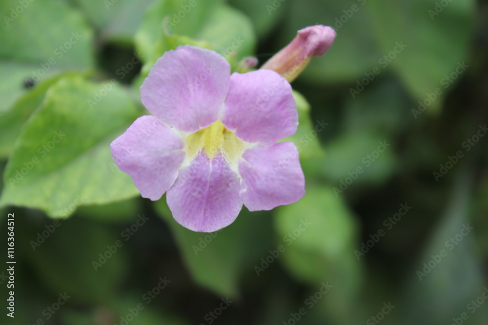 Obraz premium flores