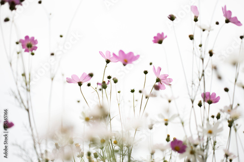 Pink cosmos flowers in garden close up