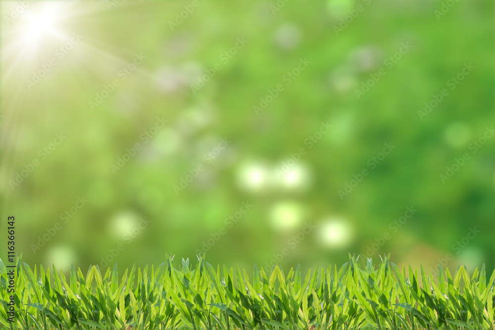 Obraz premium Fresh grass abstract background, bright field with sunlight, beautiful nature at spring, soft focus, ecology and energy concept