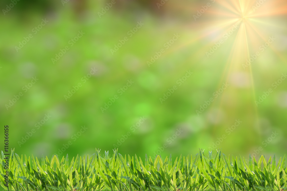 Fresh grass abstract background, bright field with sunlight, beautiful nature at spring, soft focus, ecology and energy concept Fresh grass abstract background, bright field with sunlight, beautiful nature at spring, soft focus, ecology and energy concept