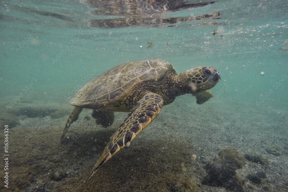 Obraz premium turle in pacific ocean