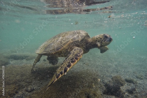 turle in pacific ocean photo