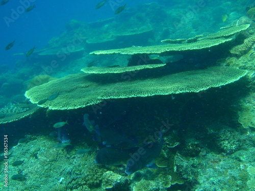 マレーシアのテーブルサンゴ