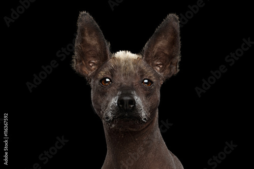 фотографія Xoloitzcuintle - hairless mexican dog breed, Studio Close-up portrait on Isolate