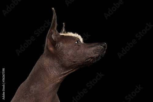 Closeup portrait of Xoloitzcuintle - hairless mexican dog breed  on Isolated Black background  Raising nose  Profile view