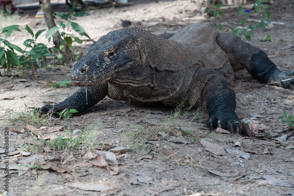 Komodo Dragon Komodo Dragon