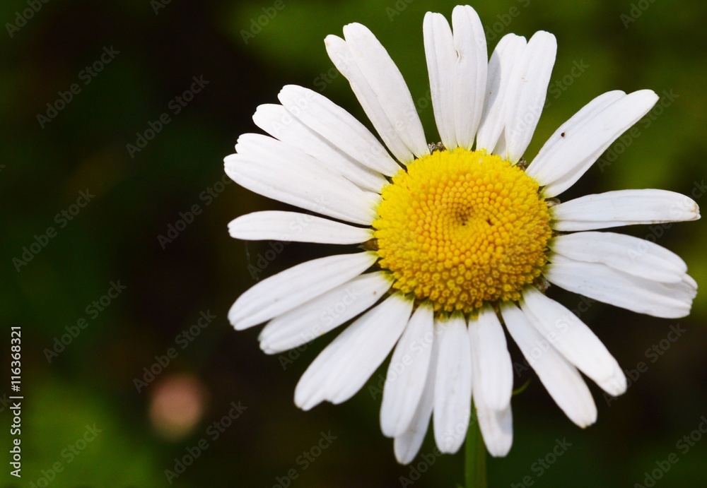 Close up of a wild daisy in northern Michigan Close up of a wild daisy in northern Michigan