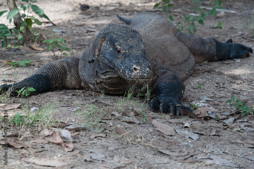 Dragón de Komodo (Varanus komodoensis) Dragón de Komodo (Varanus komodoensis)