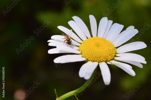 Wild daisy alone in northern Michigan