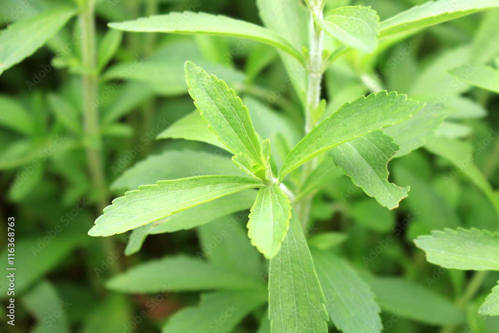 Stevia herb field Stevia herb field