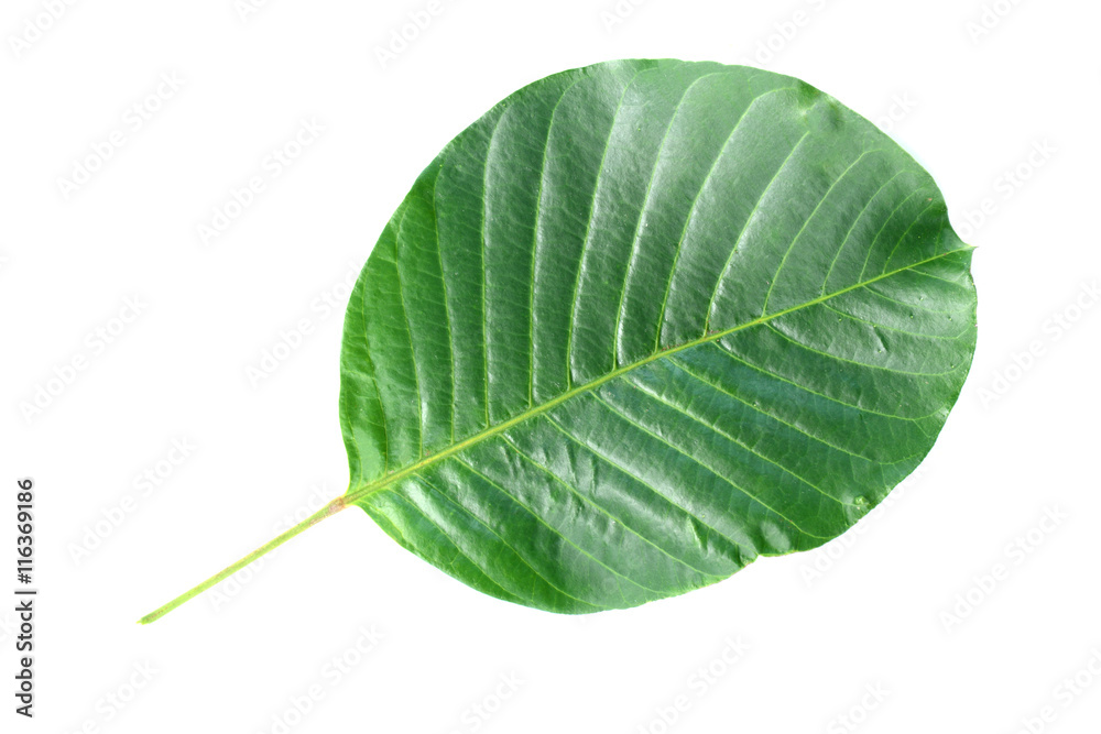 Obraz premium Santol leaf isolated on white background