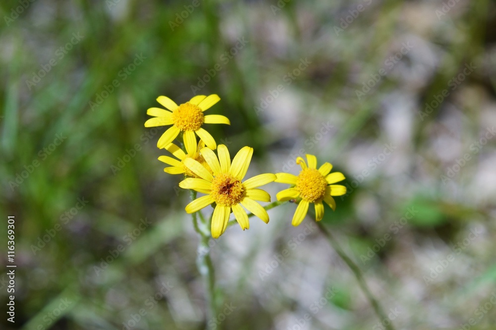 Obraz premium Pretty little yellow wild flowers