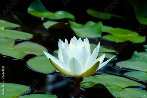 Beautiful waterlily Hybrid flower.