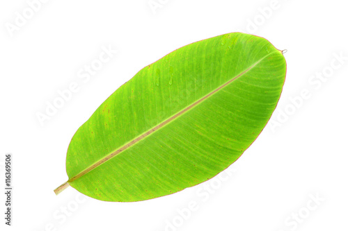 Banana leaves leaf isolated on white background