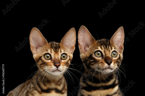 Closeup Portrait of Two Young Bengal Kittens on Isolated Black Background, Front view, Sister and Brother, wild breed with tabby gold fur