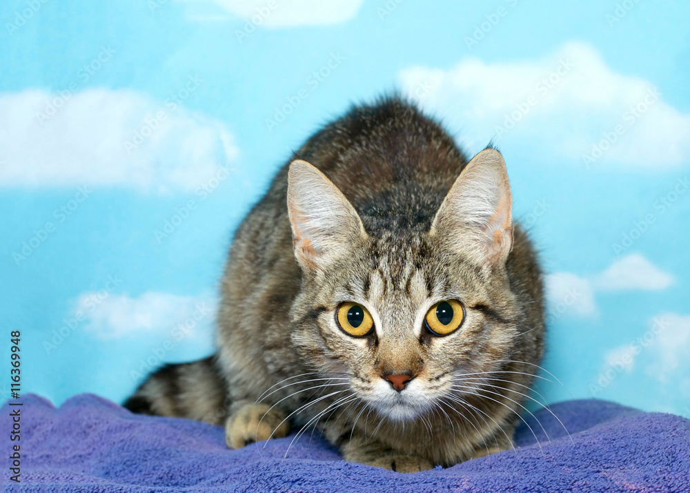 Small adult female tabby cat crouched down, front view face and eyes