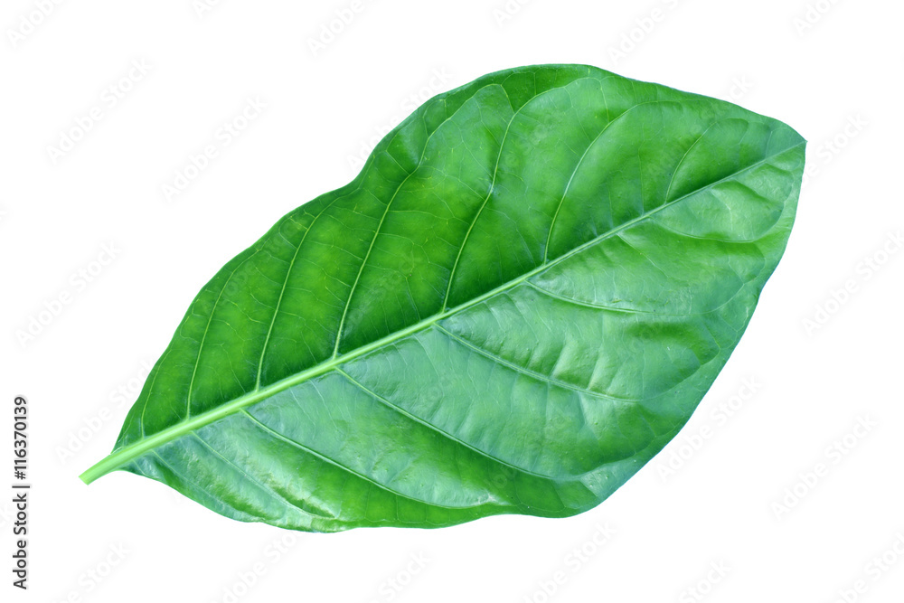 Obraz premium great morinda leaf isolated on white background , Indian mulberry, noni, beach mulberry, cheese fruit