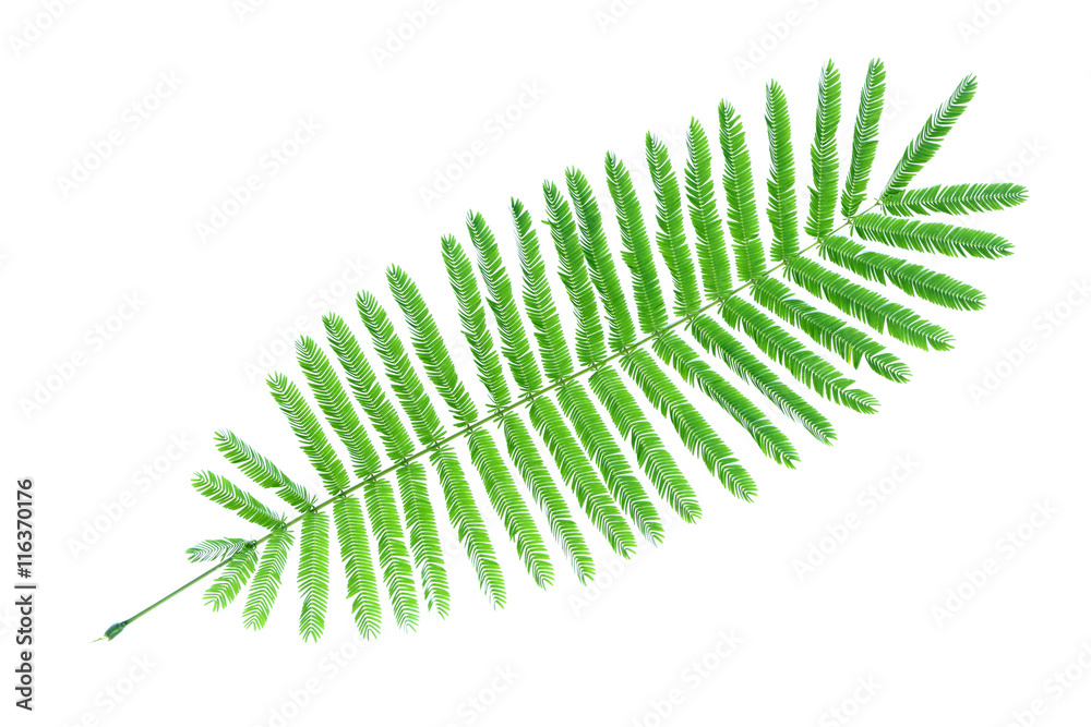 Acacia pennata on white background,Climbing Wattle, Acacia,Cha-om Acacia pennata on white background,Climbing Wattle, Acacia,Cha-om
