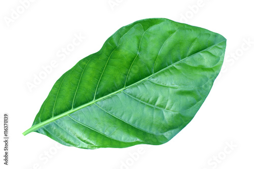 great morinda leaf isolated on white background   Indian mulberry  noni  beach mulberry  cheese fruit