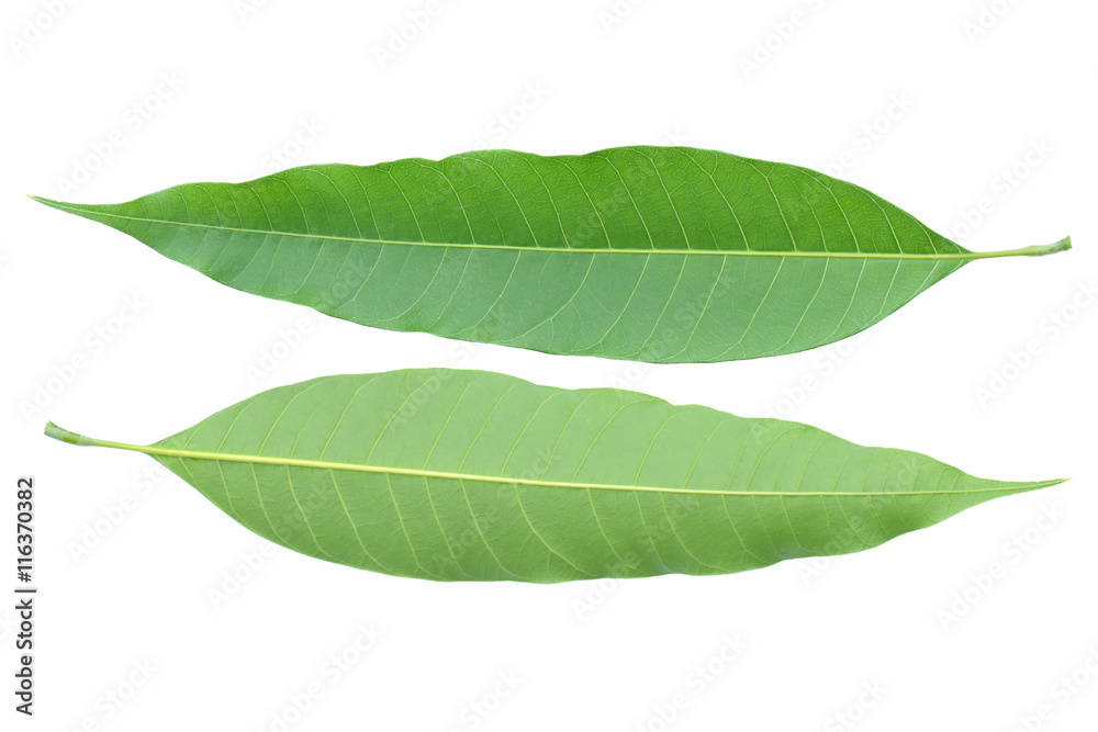 Obraz premium mango leaves isolated on white background