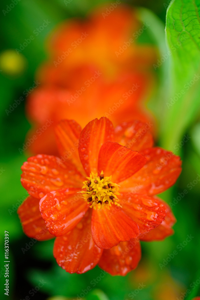 Closeup of red flowers. Closeup of red flowers.