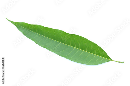 mango leaves isolated on white background