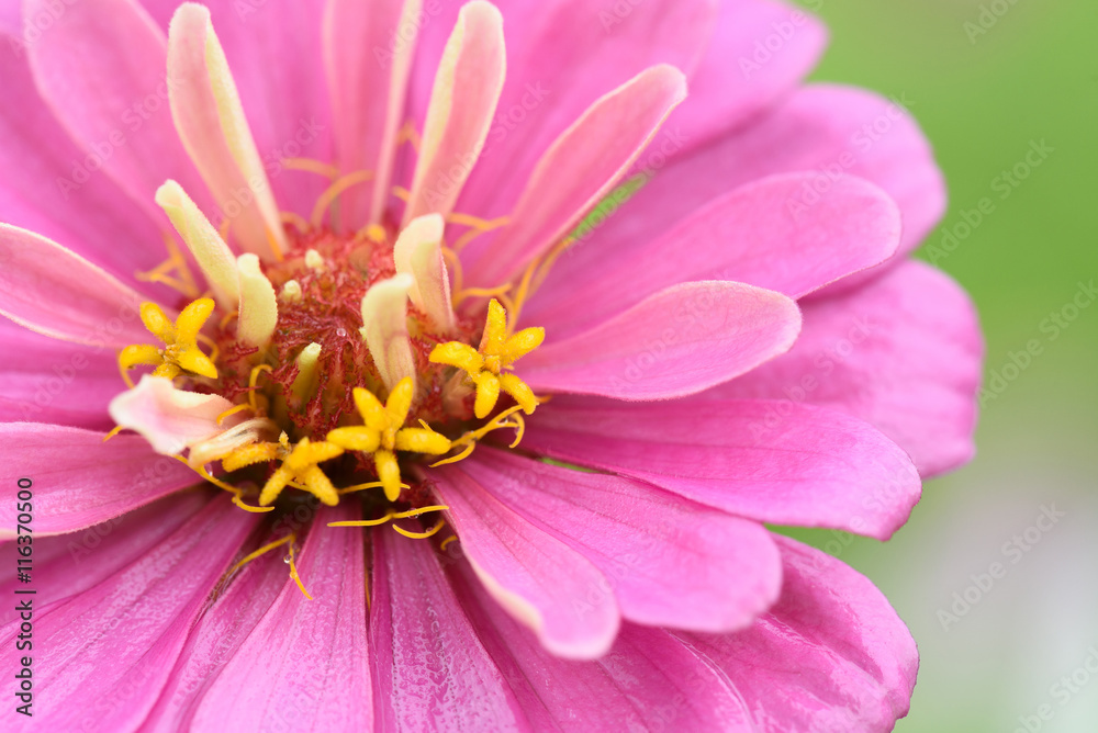 Closeup of petals of a pink flower. Closeup of petals of a pink flower.