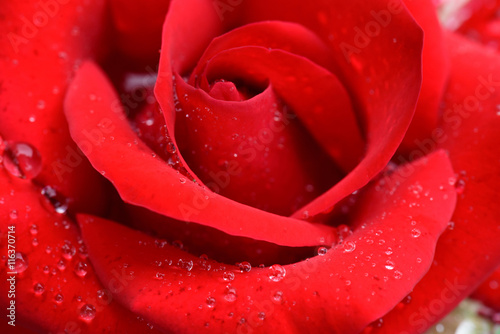 Red rose with rain drops