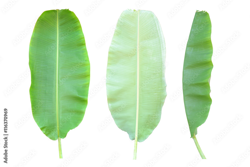 Banana leaves isolated on white background Banana leaves isolated on white background