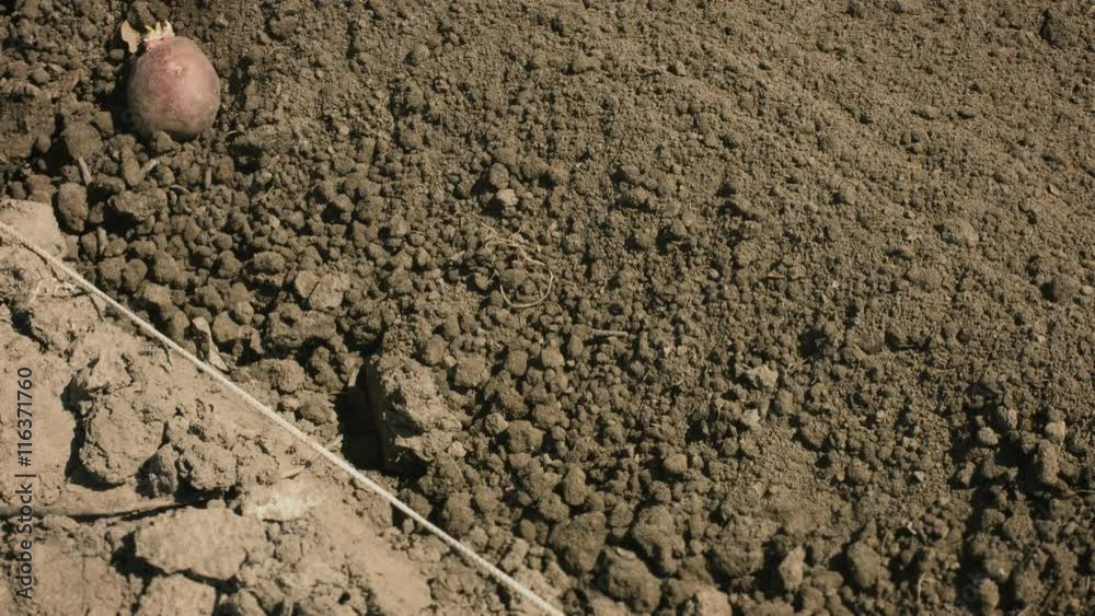UHD video - Planting potatoes in the ground by hand UHD video - Planting potatoes in the ground by hand
