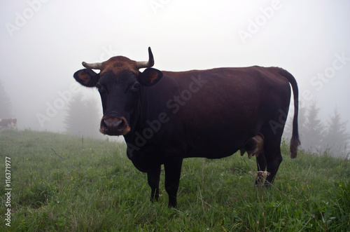 Fototapeta Naklejka Na Ścianę i Meble -  Cows grazing on mountain meadow