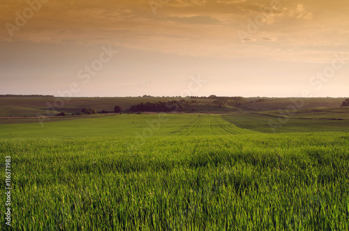 Bright sunset over wheat field.